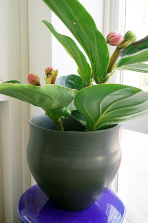 Des Pots - Shiru vaas, zwart met matte eierglans - Schreuder - kraan.shop